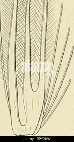 Agrostographiae Aegyptiacae fragmenta. Grasses; Grasses. XXX17. 10 ...