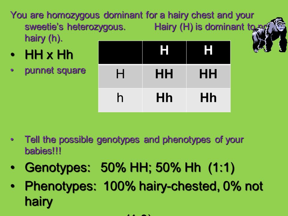 FRIDAY, Nov. 4 th You are homozygous dominant for a hairy chest ...