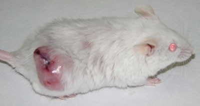 An ulcerating subcutaneous mass on the hind limb of a mouse | Lab ...