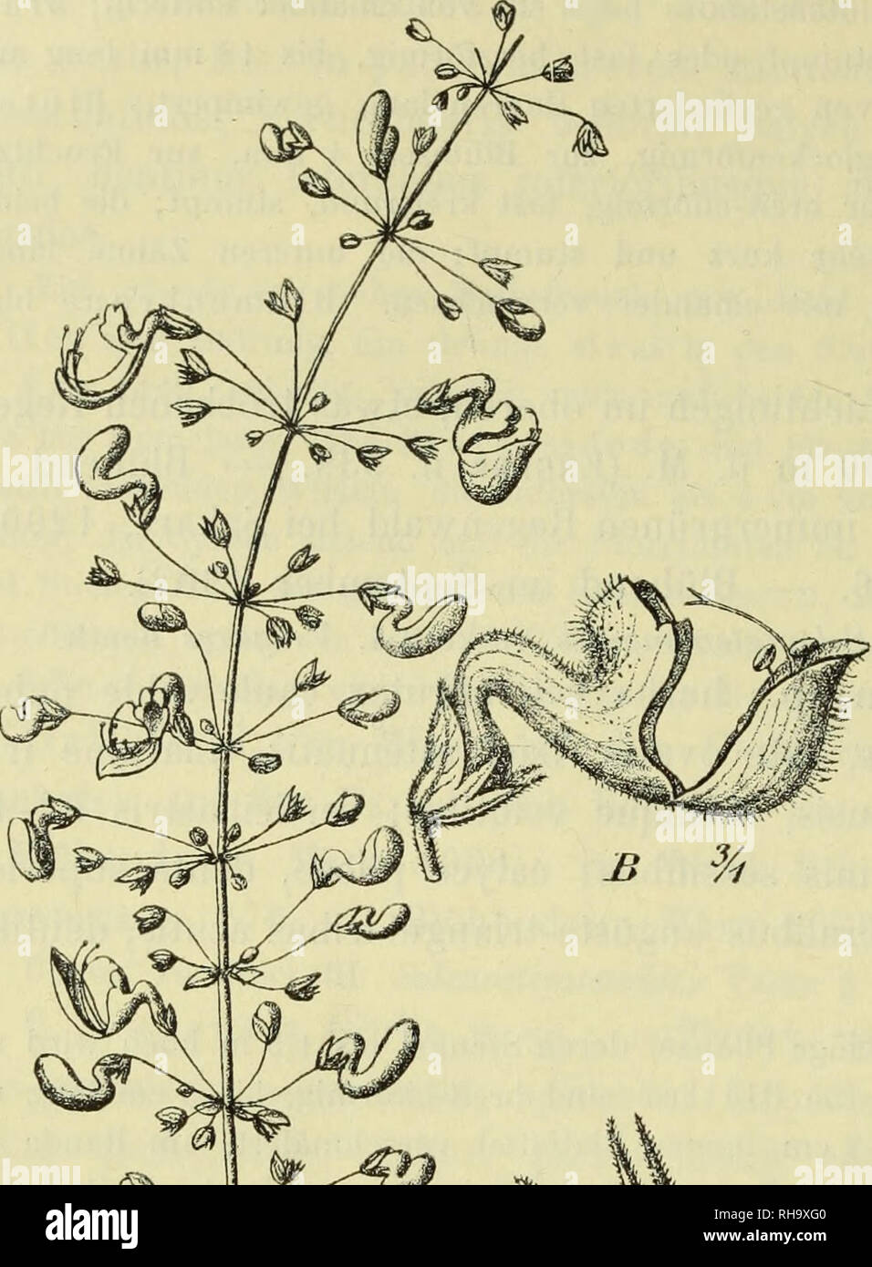 Botanische Jahrbu?cher fu?r Systematik, Pflanzengeschichte und ...