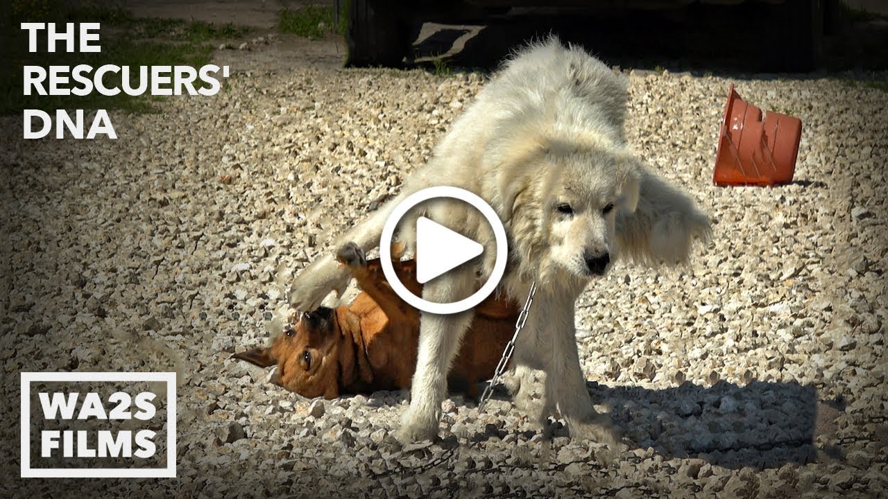 Big Boy Dog Drags Girl Dog with His WHAT?!? In #StrayDogCity ...