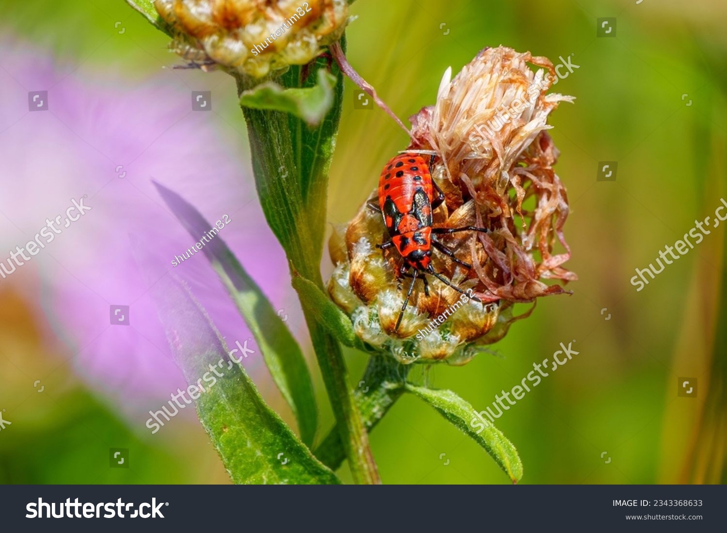 887 Lygaeidae Images, Stock Photos & Vectors | Shutterstock