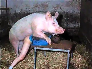 Pig sex videos, Boar porn movies