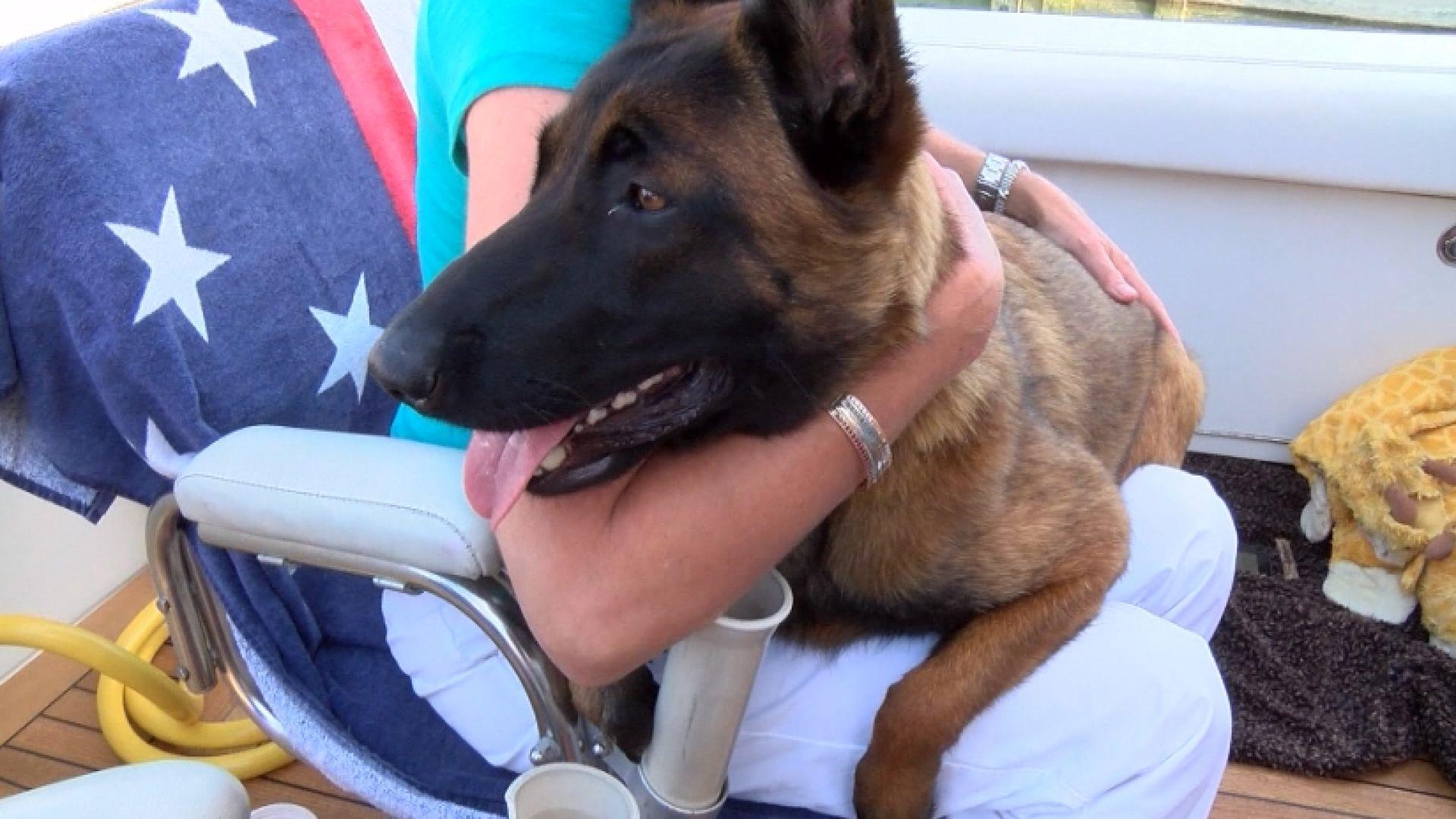 Dog Paddles Six Miles After Falling Overboard to be Reunited With ...