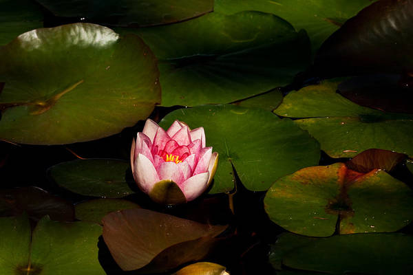 Water Lily KAxxx Art Print by Yoshiki Nakamura - Fine Art America