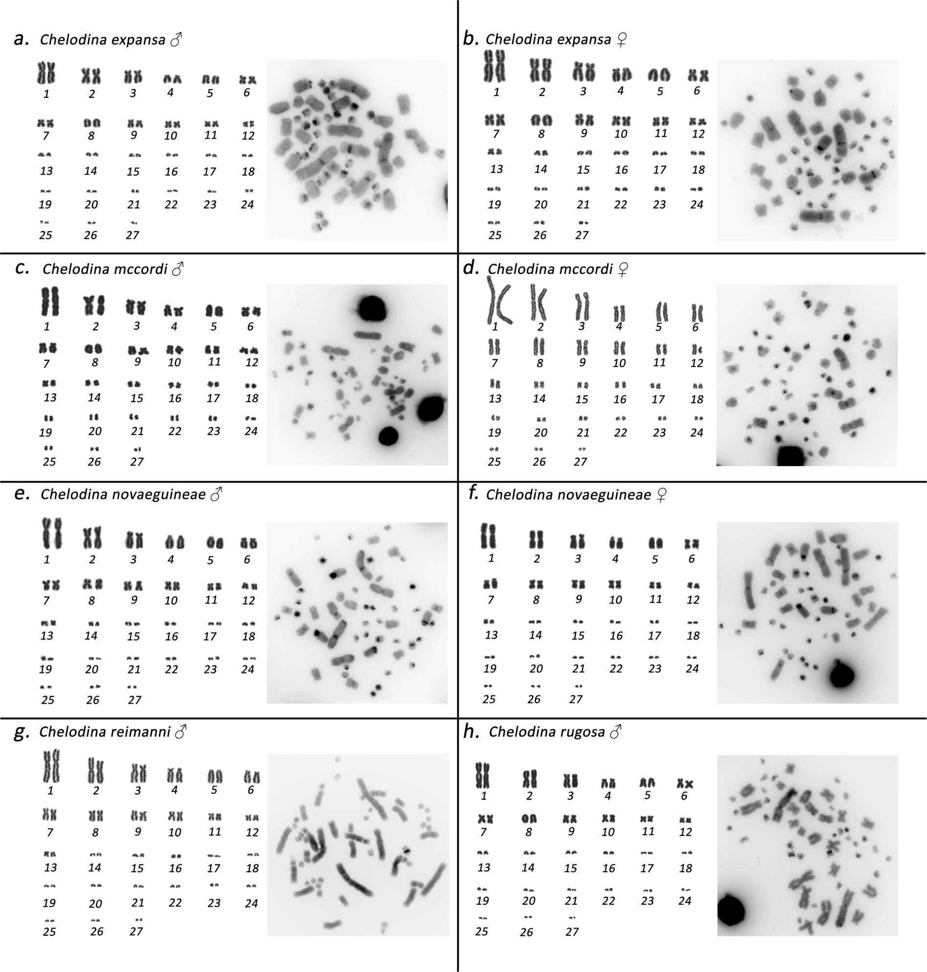 Sex is determined by XX/XY sex chromosomes in Australasian side ...