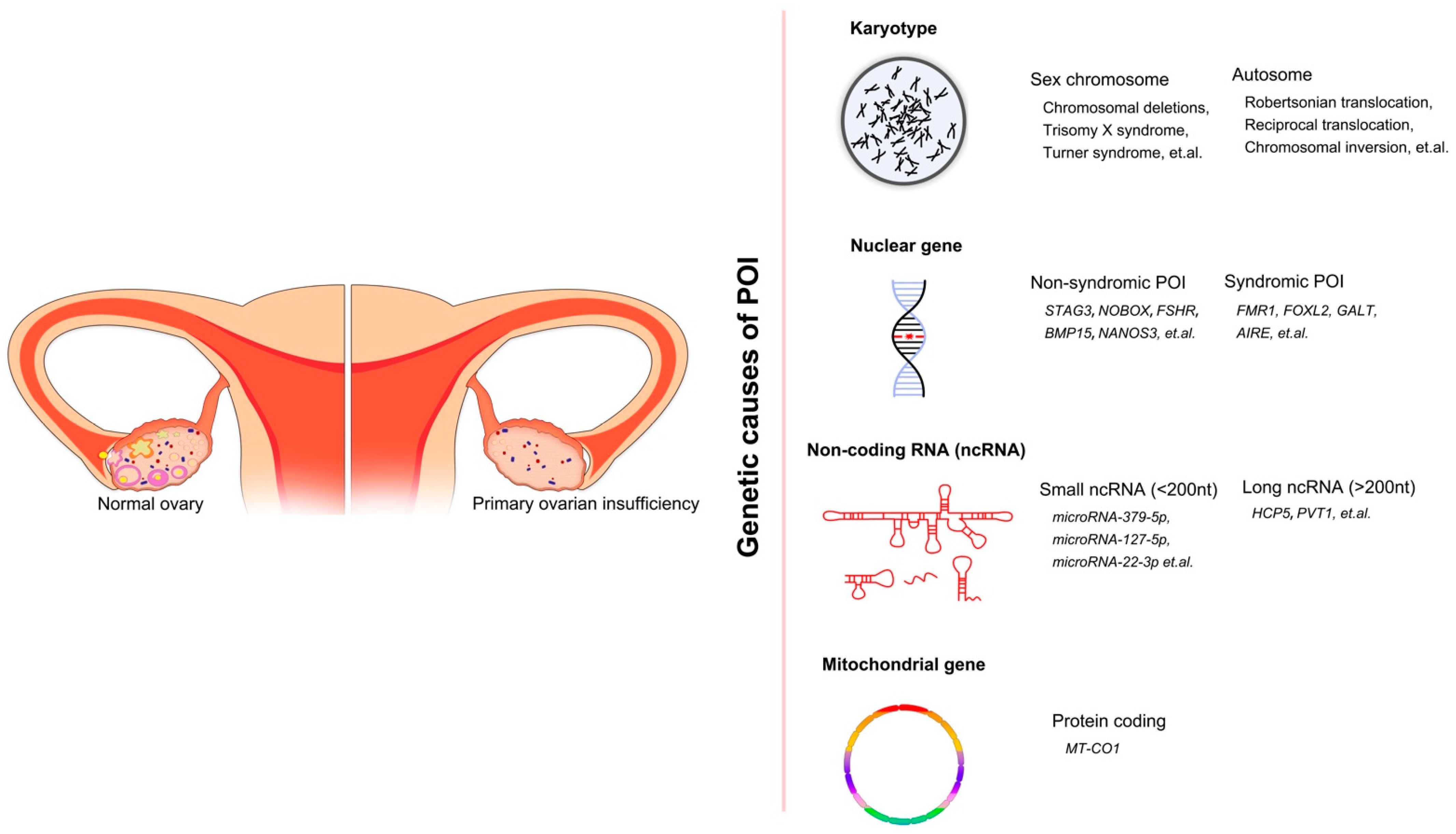 IJMS | Free Full-Text | Selected Genetic Factors Associated with ...