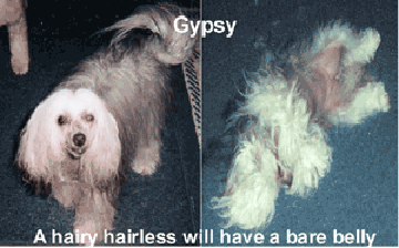 Pedigree Dogs Exposed - The Blog: The bald truth about the Chinese ...