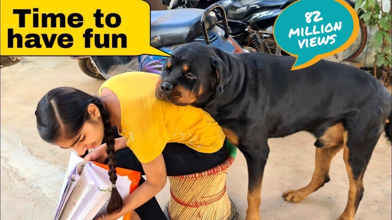 My dog is trying to irritat anshu || the rott best video | funny ...