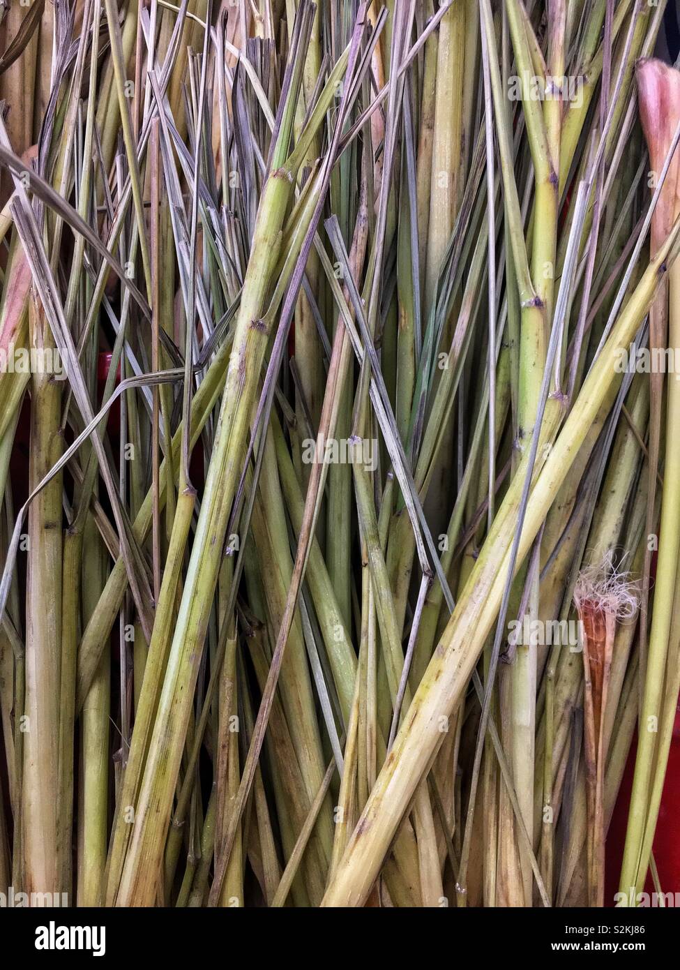 Full frame of perfect choice lemongrass, lemon grass, barbed wire ...