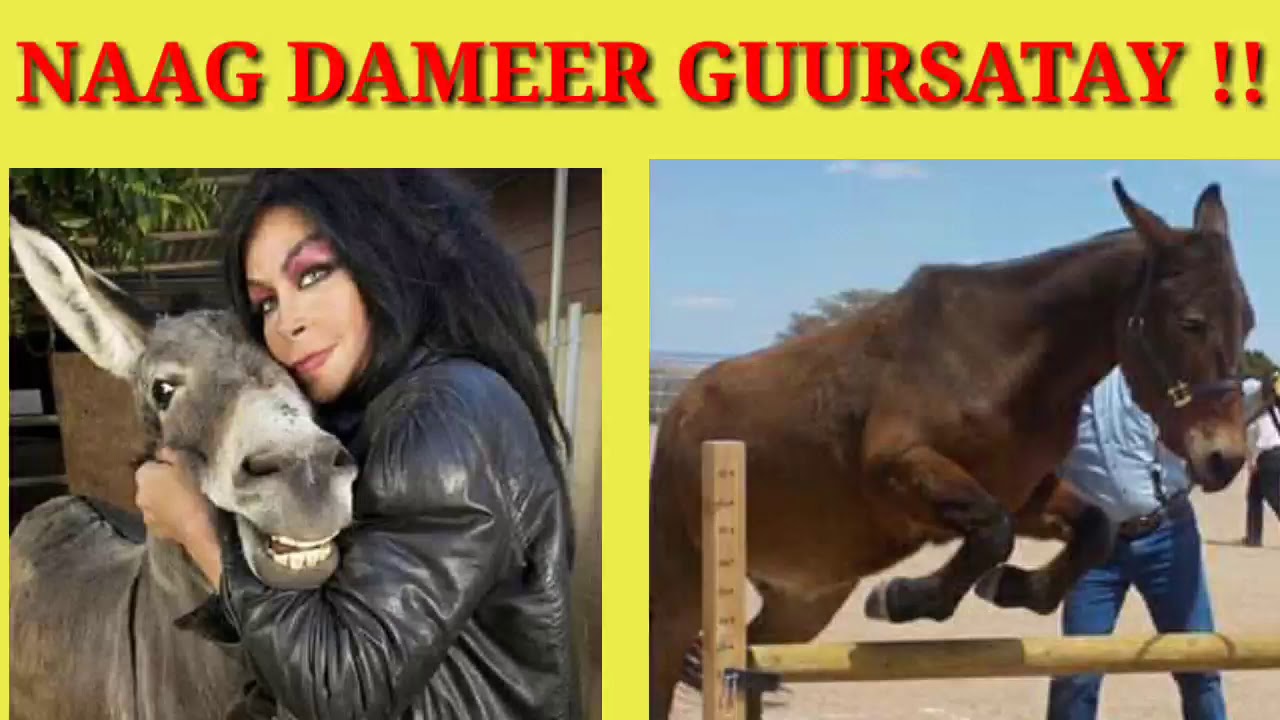 NAAG | GUURSATAY | DAMEER!!! - YouTube