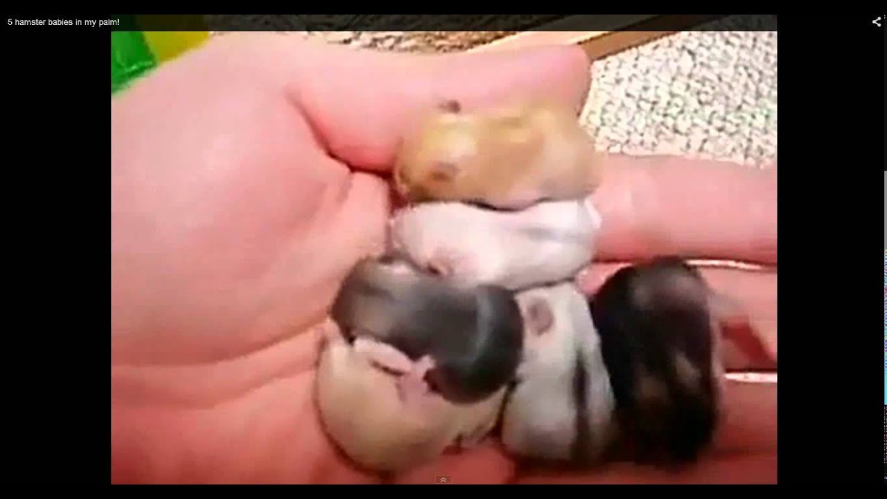 5 Hmaster babys in palm - YouTube