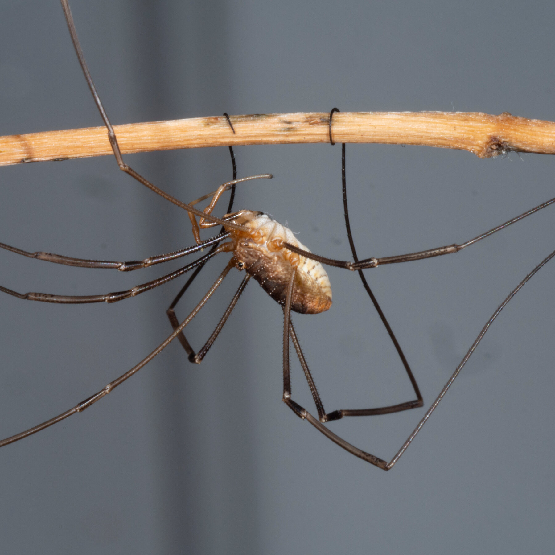 How a Daddy Long Legs Harvestman Grows Such Strange Legs - The New ...