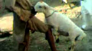 Bakra sex - YouTube