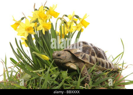 Hermann tortoise in daffodils portrait hi-res stock photography and ...