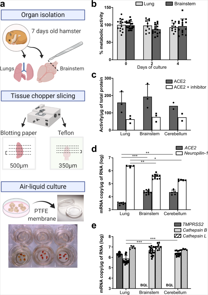 Hamster organotypic modeling of SARS-CoV-2 lung and brainstem ...