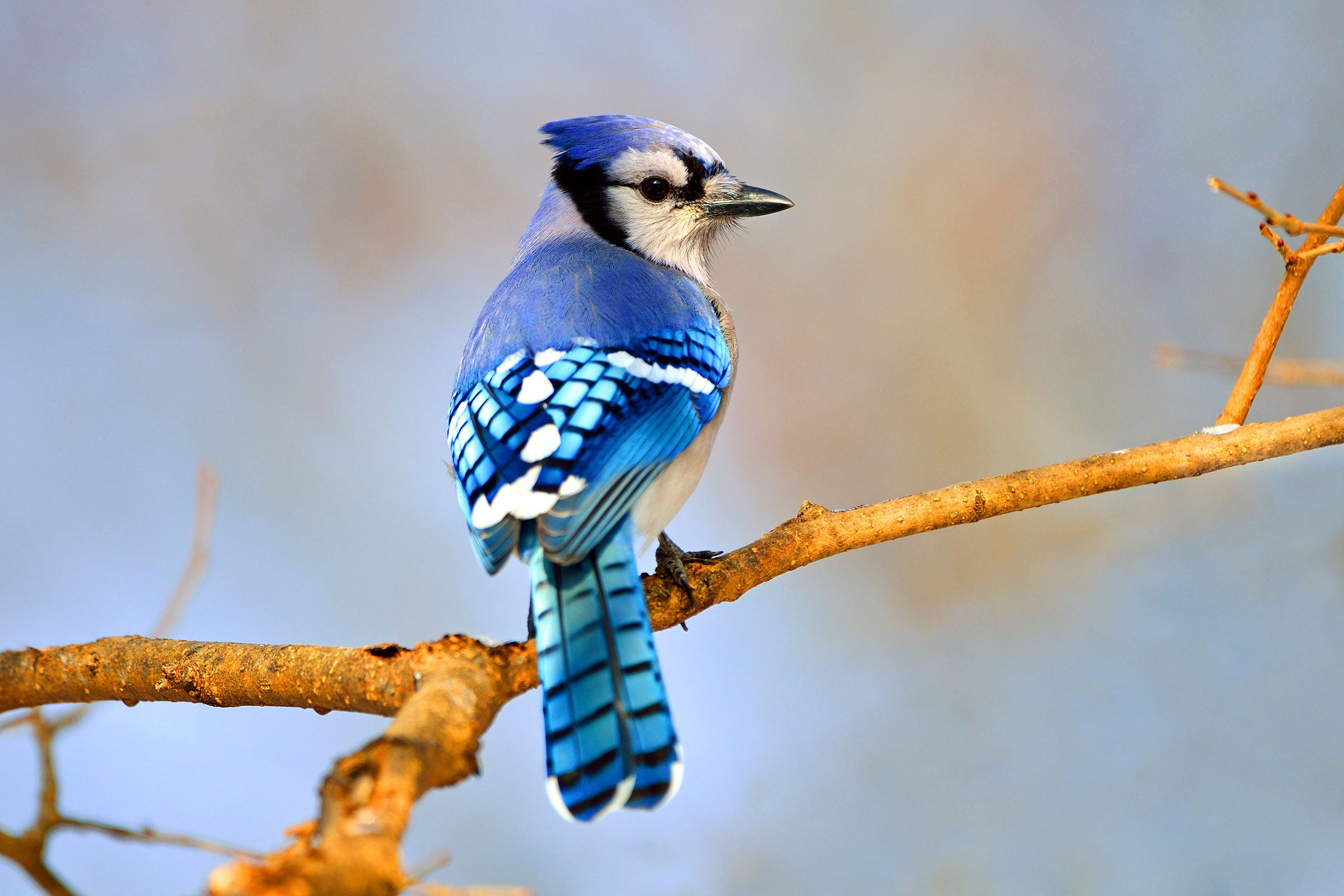 Blue Jay | Audubon Field Guide