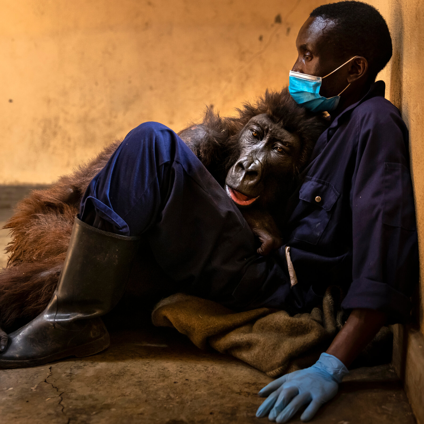 The Orphaned Gorilla That Touched the World - The New York Times