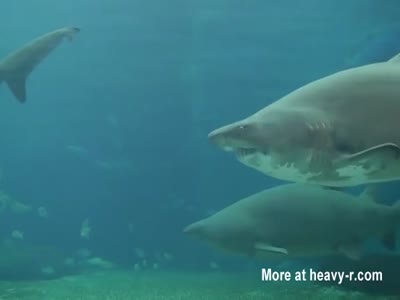 Fucking Shark Videos - Free Porn Videos