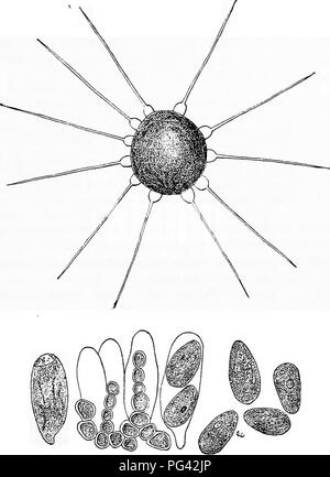 Diseases of plants induced by cryptogamic parasites : introduction ...