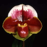 Paph. Jenna Marie