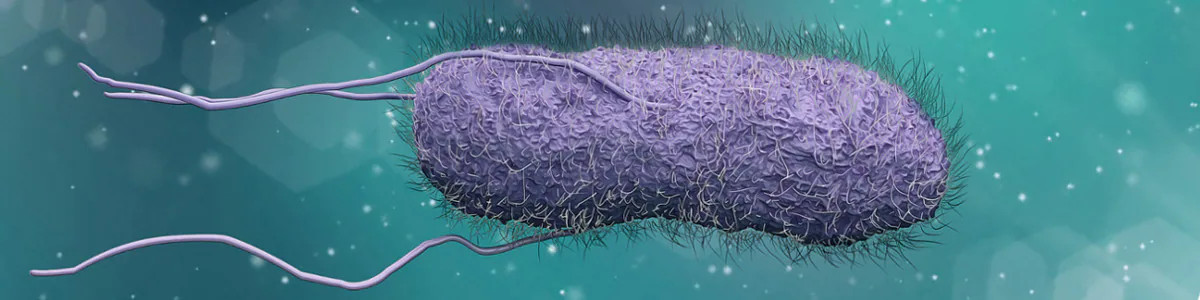 Microorganisms - Salmonella | Neogen