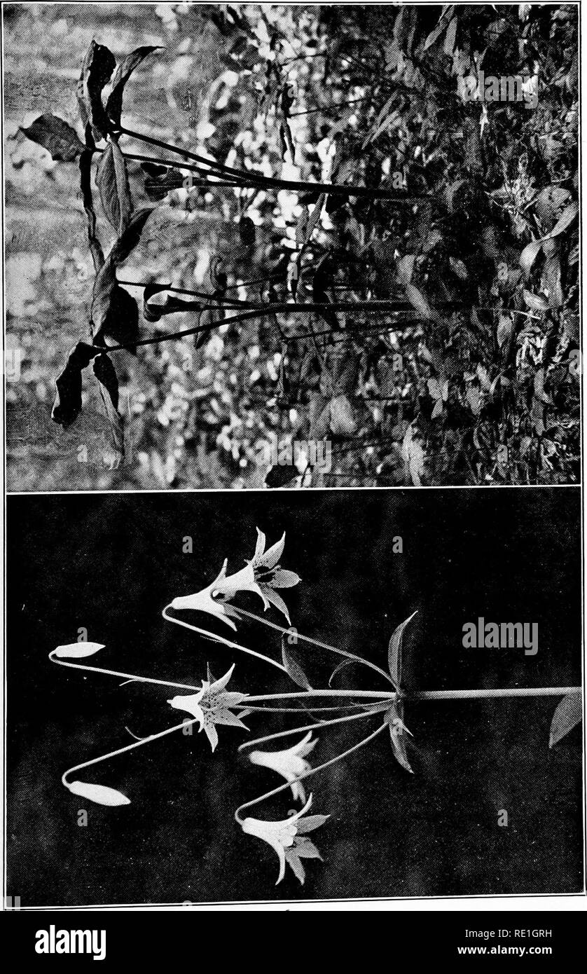 The plants of Southern New Jersey with especial reference to the ...