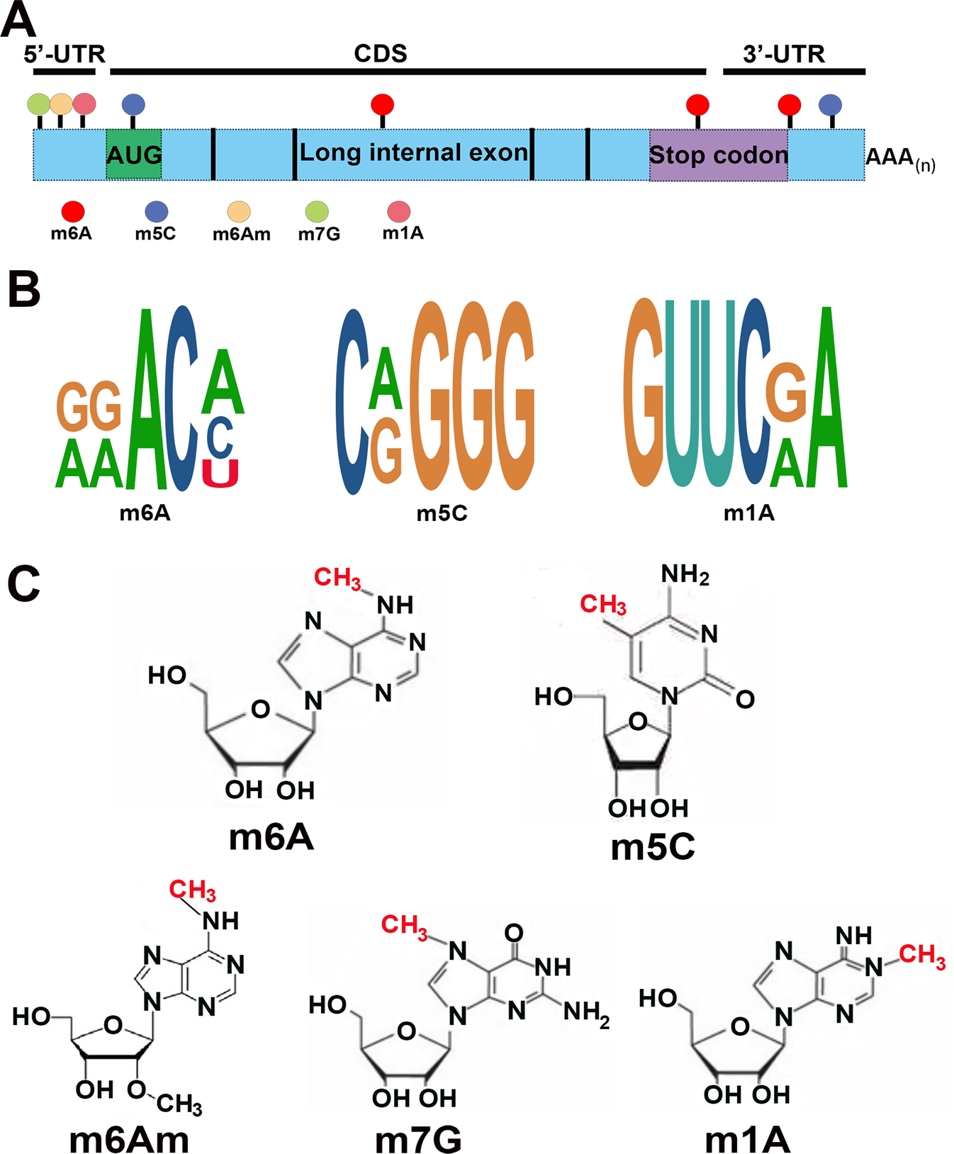 The role of N6-methyladenosine-modified non-coding RNAs in the ...