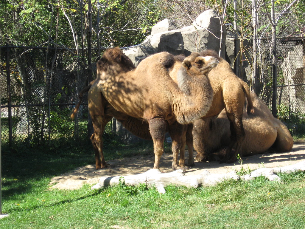 XXX Camels | Seriously, I don't know if this should be a pub… | Flickr