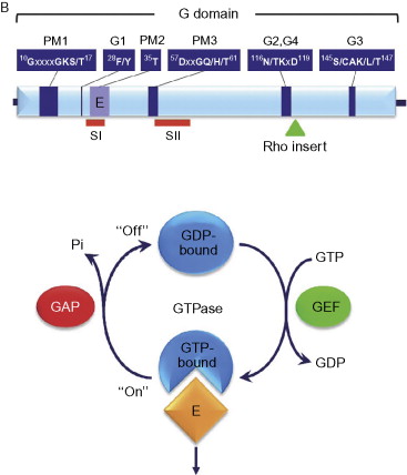 Ras Superfamily - an overview | ScienceDirect Topics