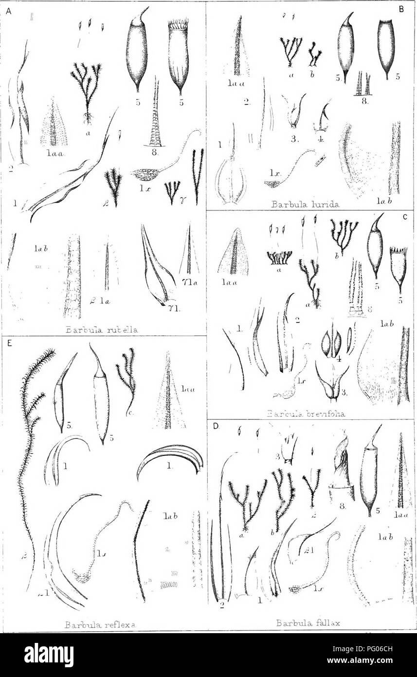 The British moss-flora. Mosses. :Br. Moss-n. TOKl'L.A.CE,^. T ...