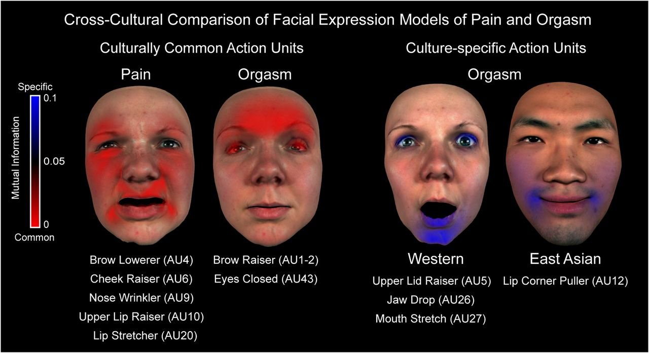 Study finds orgasm face and pain face are not the same