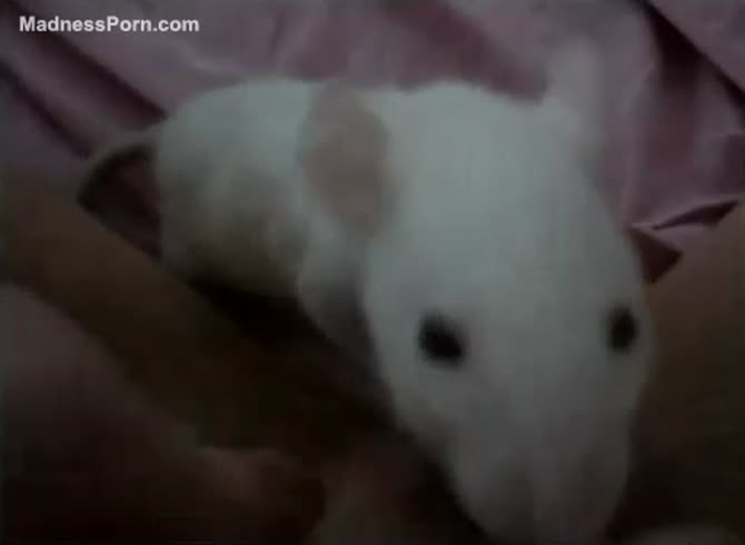 Pet mouse eating a young girl's perfectly shaved tight pussy ...