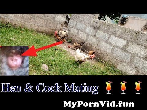 Desi Aseel Rooster 🐓 mating with astroloop hen | murga Murgi sex ...