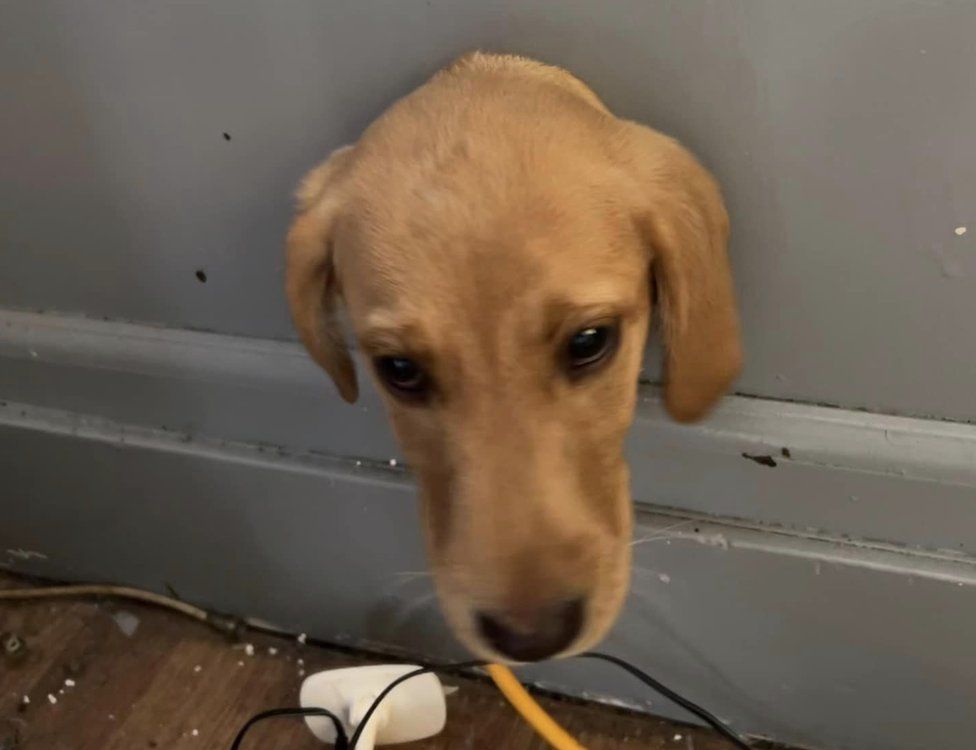 Puppy gets head stuck in wall in Carlisle - BBC News