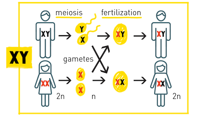 Sex determination: The X, Y, Z's of sex chromosomes – HudsonAlpha ...