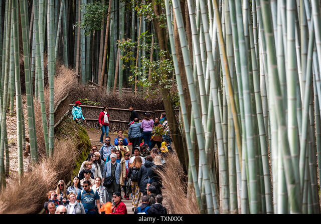 Kyoto, Japan - April 11, 2019: Arashiyama bamboo forest park ...