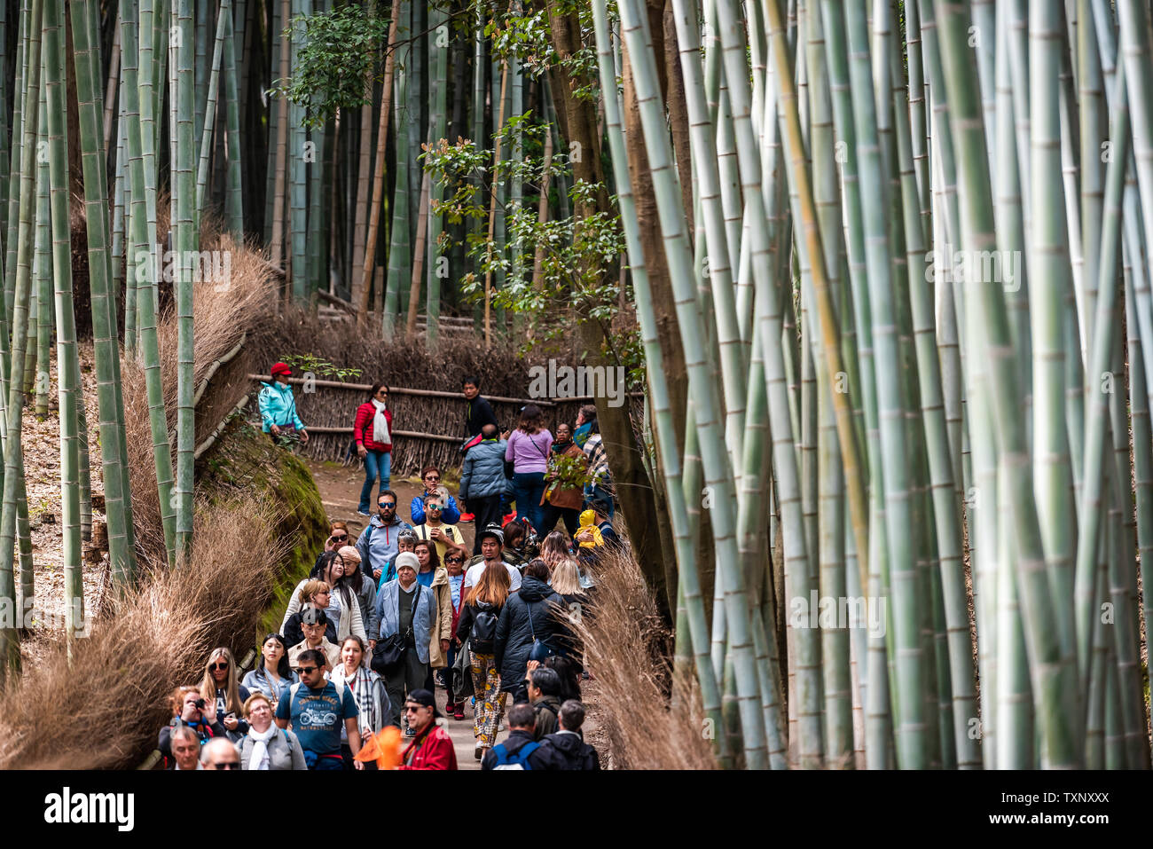 Kyoto, Japan - April 11, 2019: Arashiyama bamboo forest park ...