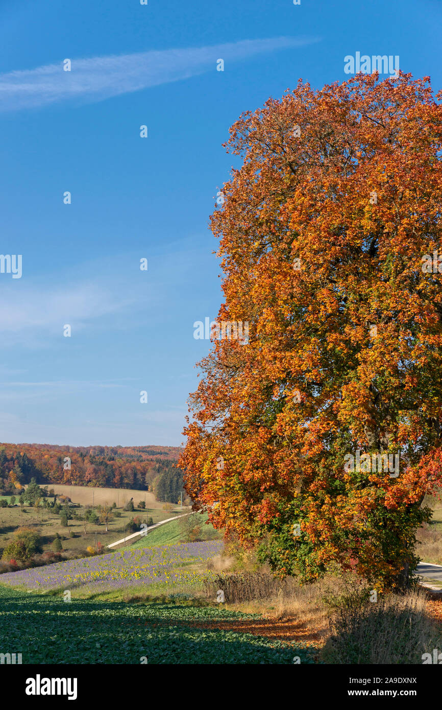 Germany, Baden-Wurttemberg, Hayingen, Norway maple, Acer ...