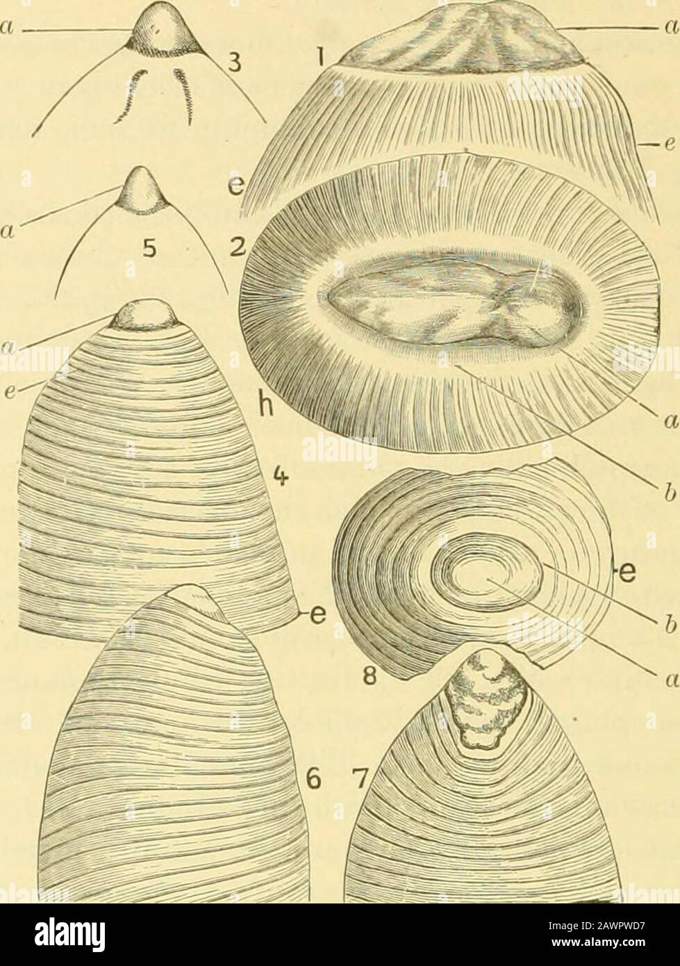 Phylogeny of the Pelecypoda : the Aviculidae and their allies . ch ...