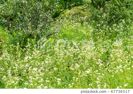 Kushara image - Stock Photo [67736317] - PIXTA