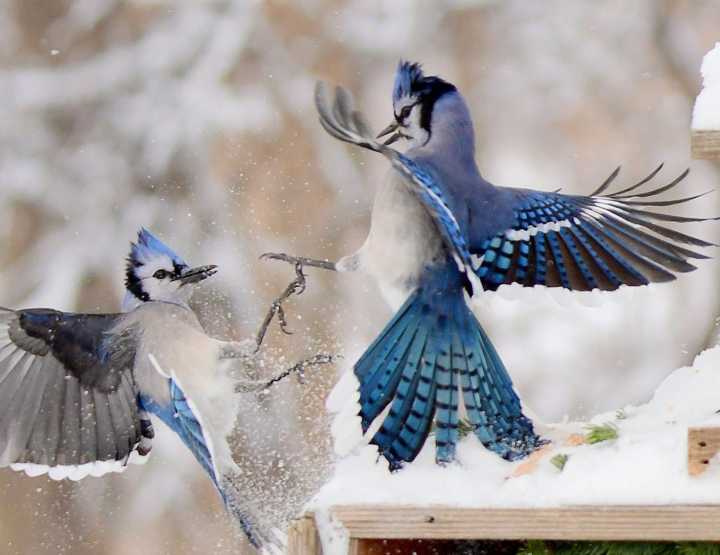 Blue Jay | Audubon Field Guide