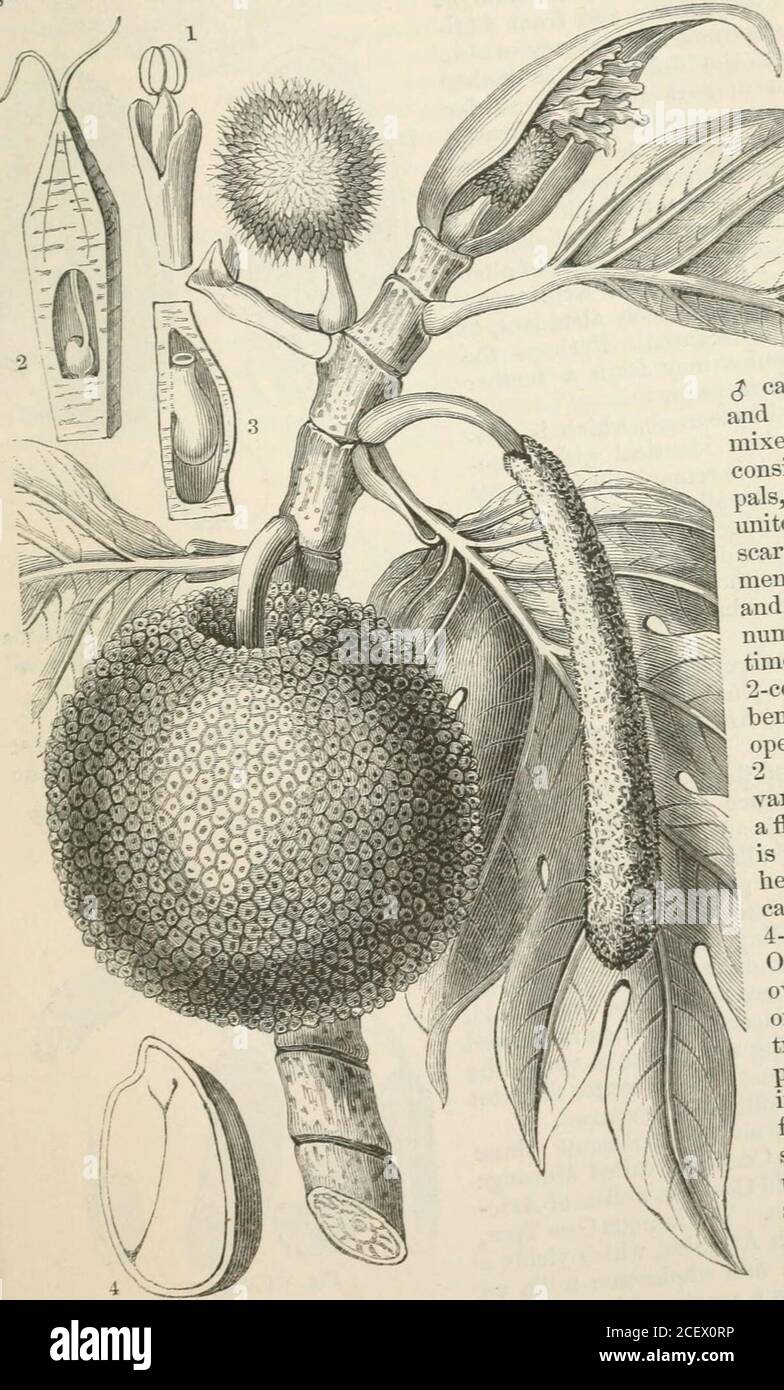 The vegetable kingdom : or, The structure, classification, and ...