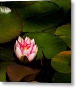 Water Lily KAxxx Art Print by Yoshiki Nakamura - Fine Art America