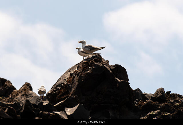A yellow Legged gull perched on the volcanic rocks of Santorini ...
