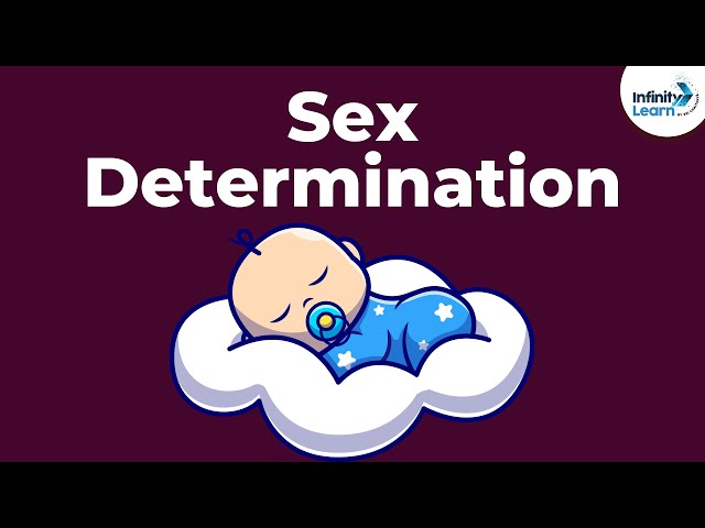 Genetics - Sex Determination - Lesson 19 | Don't Memorise - YouTube