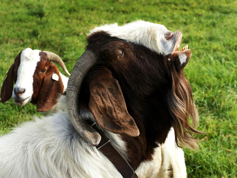 Goat Sex: Everything You Wanted to Know But Were Afraid to Ask ...