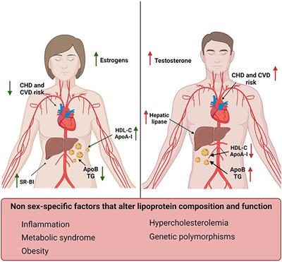 Frontiers | Crosstalk between high-density lipoproteins and ...