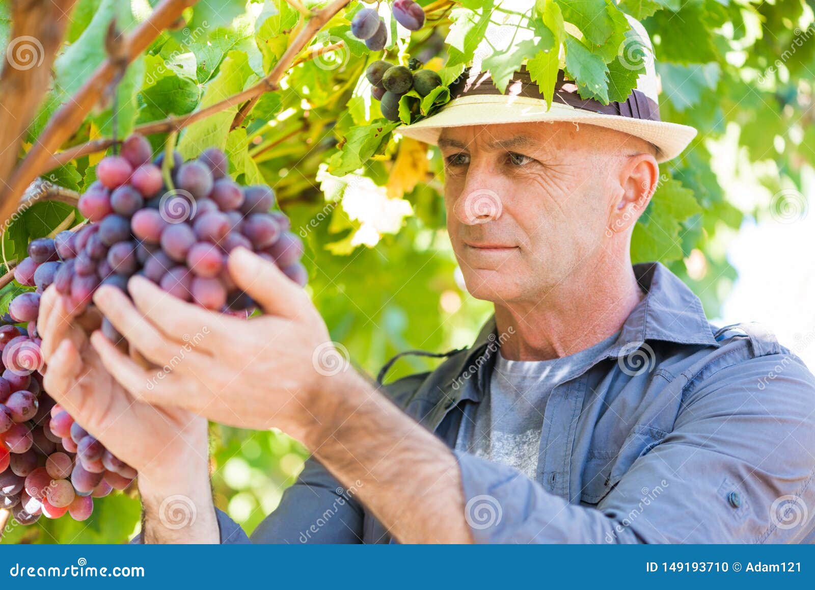 Hombre Del Winemaker En Uvas De Examen Del Sombrero De Paja Foto ...