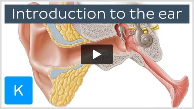 Middle ear: Anatomy, relating structures and supply | Kenhub